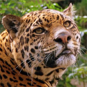 jaguar